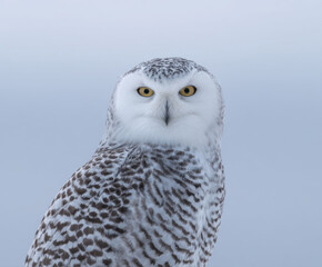 Alert white nature owl animal bird wildlife portrait animal portrait background white background studio shot isolated sitting watching eye head beak feather brown black peaceful natural light