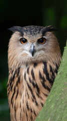 Bird bear forest owl wildlife animal predator hunter hunting watching alert eye nature wild animal habitat north america earth symbolism culture tribal amerindian majestic standing perched tree