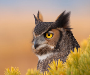 Bird bear forest owl wildlife animal predator hunter hunting watching alert eye nature wild animal habitat north america earth symbolism culture tribal amerindian majestic standing perched tree