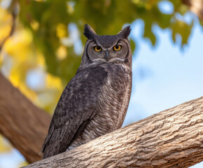 Owl wildlife animal predator hunter hunting watching alert eye nature wild habitat north america earth symbolism culture tribal amerindian majestic standing perched tree branch wood brown black