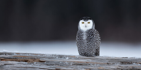 Bird prey log perched snowy white owl wildlife animal winter snow forest nature wild animal sitting watching alert eye head beak feather branch wood natural light outdoors habitat portrait animal