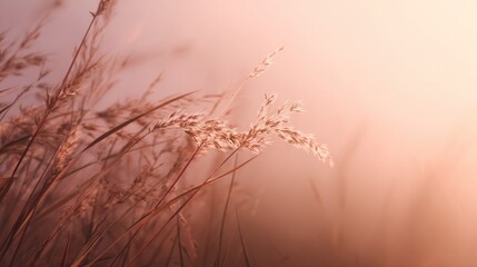 Obraz premium A serene image of golden grass swaying gently in soft light, evoking tranquility and connection to nature.