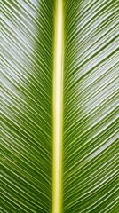 A close-up view of a green leaf showcasing its intricate veins and texture, highlighting the beauty of nature.