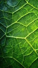 Obraz premium A close-up view of a green leaf showcasing intricate veins and textures, highlighting its natural beauty and details.