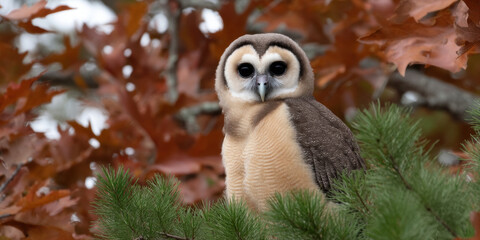Perched bird prey fall season birding seasonal tree branch owl wildlife animal nature forest autumn leaf brown leaves foliage colorful watching alert eye head beak feather natural light outdoors
