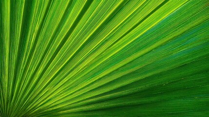 A vibrant close-up of green palm fronds, showcasing their intricate patterns and textures in a sunlit arrangement.