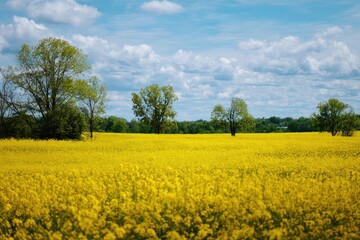 Expansive golden field under a bright blue sky with fluffy white clouds