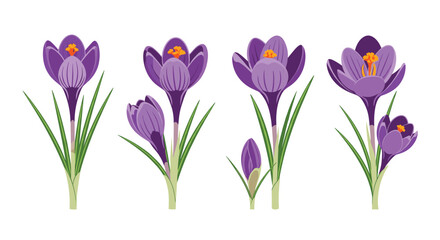 Set of beautiful purple crocus flowers and buds with green leaves, illustrating the first signs of spring on a white background.