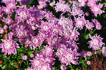 Obraz premium Chrysanthemum Typhoon blooms with large, double purple‑violet and white petals against dense green summer foliage; strong stems and lush leaves form a vivid garden scene.