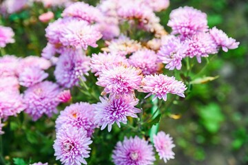 Light pink chrysanthemum Okishor flowers blooming in a sunny garden. Soft pastel petals and lush green leaves create a gentle natural composition.