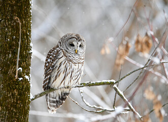 Barred owl