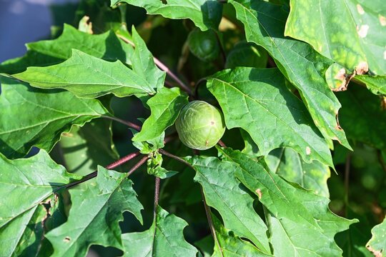 Green immature fruits of Datura stramonium var. inermis on branched stems, detailed view of toxic wild plant foliage in summer nature