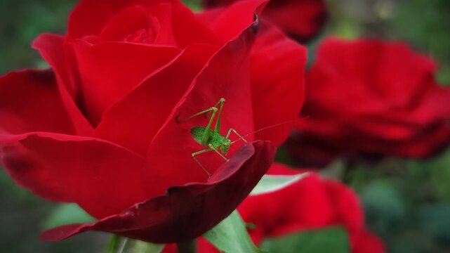 A green bush-cricket nymph (Tettigoniidae) moves slowly across the petals of a bright red rose (Rosa) in a cinematic 4K close-up