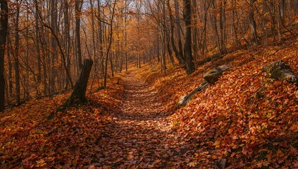 autumn in the forest