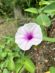 water morning glory flower in nature garden
