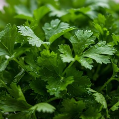 みずみずしい緑 生命の息吹