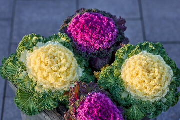 Vibrant ornamental kale plants with bold purple and yellow hues