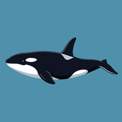 Killer Whale, Orca Swimming - Animal Character Vector Illustration 