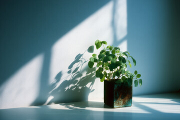 A potted plant stands in soft daylight, creating gentle visual rhythm through shadows, natural light, and minimal interior space.