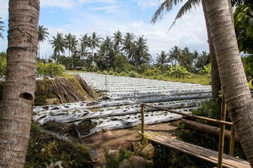 A stretch of rural plantation landscape with coconut trees in the background. Agricultural and ecological concepts.