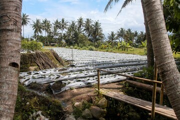 A stretch of rural plantation landscape with coconut trees in the background. Agricultural and ecological concepts.