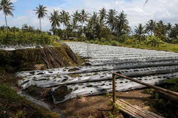 A stretch of rural plantation landscape with coconut trees in the background. Agricultural and ecological concepts.