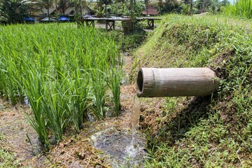 Traditional water irrigation with bamboo to irrigate agricultural land to make it fertile