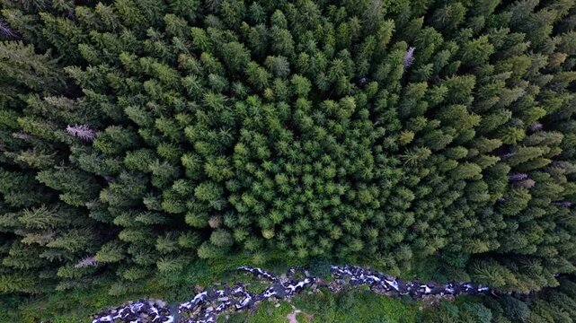 Aerial view of lush forest and flowing Balea waterfall in nature