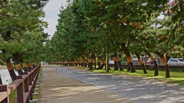 Scenic view of the Soka Matsubara pathway lined with traditional Japanese pine trees and a wooden lantern railing.