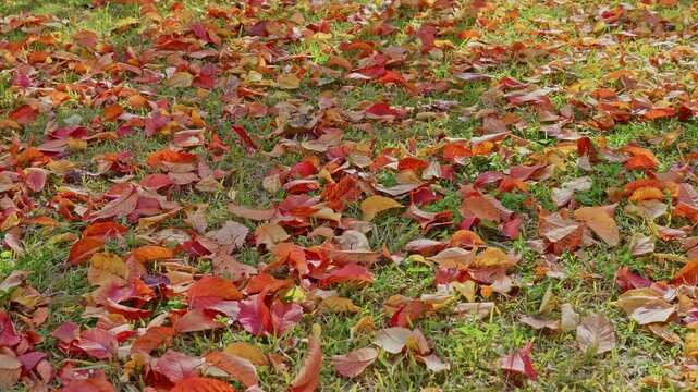 A close-up view of bright red and orange autumn leaves on a sunny patch of green grass.