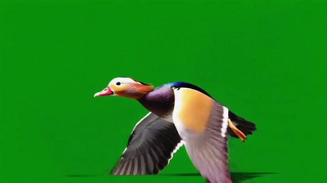 Beautiful mandarin duck flying against a green screen background, side view of a colorful waterfowl in flight