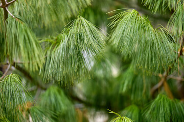 Close-up of lush green pine needles on tree branches © Iurii Gagarin