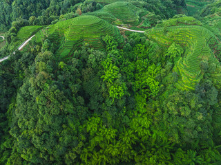 Aerial view of beautiful tea crop terrace landscape in China