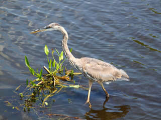 Great Blue Heron (Ardea herodias) wades through the wetlands of Everglades National Park of Florida