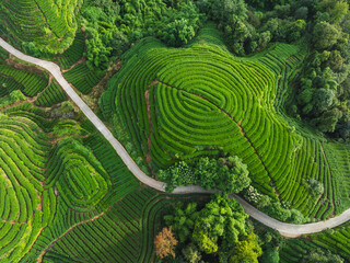 Aerial view of beautiful tea crop terrace landscape in China
