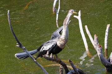 Anhinga in the Florida Everglades