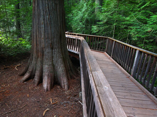 Trail of the Cedars at Glacier National Park Montana
