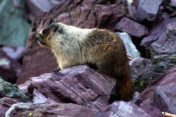 Hoary Marmot (Marmota caligata)