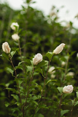 White flower buds rising from lush green foliage, capturing gentle growth and springtime freshness
