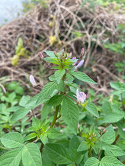 beautiful spider flowers in the garden