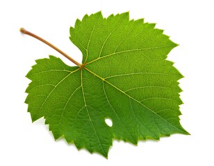 Fototapeta premium A vibrant, close-up photograph featuring a single, green leaf