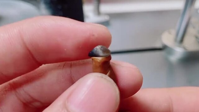 Polished Gemstone