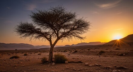 Naklejka premium Solitary acacia silhouette under a golden desert sunrise, showcasing nature's endurance and beauty