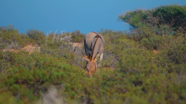 Footage of a wild Arabian Oryx (Oryx leucoryx) grazing on low-lying scrub near the coastal areas of Dibab and Bimmah in the Sultanate of Oman.