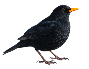 A close-up shot of a sleek black bird with a bright orange beak and matching eye ring, posed against a dark background