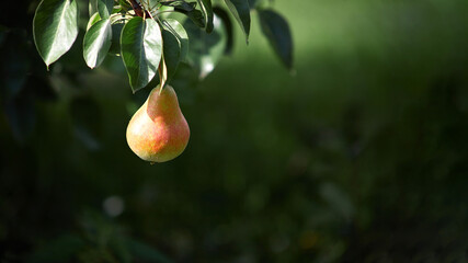 Branch of ripe organic cultivar of pears close-up in the summer garden.