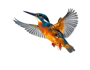 Obraz premium A close-up shot of a small, colorful bird with vibrant blue, orange, and white plumage, wings spread in flight against a black background