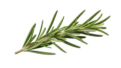 Fototapeta premium Fresh rosemary sprig