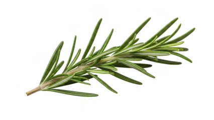 Fresh rosemary sprig