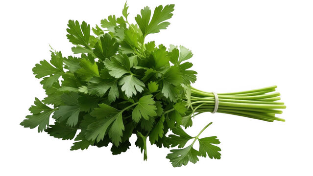 Fresh parsley bundle on white background